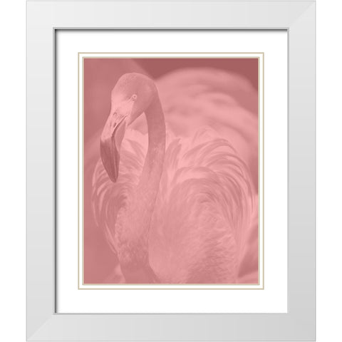 Pink Flamingo White Modern Wood Framed Art Print with Double Matting by Phillip, Jamie