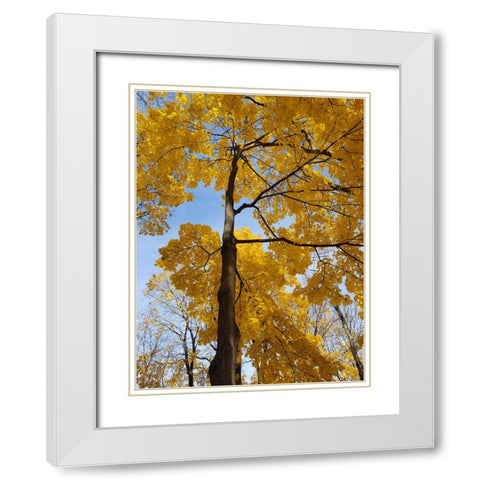 Silent Nature 1 White Modern Wood Framed Art Print with Double Matting by Phillip, Jamie