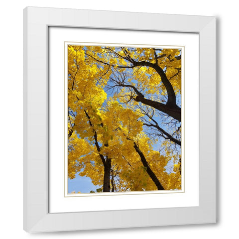 Silent Nature 2 White Modern Wood Framed Art Print with Double Matting by Phillip, Jamie