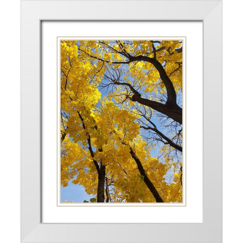 Silent Nature 2 White Modern Wood Framed Art Print with Double Matting by Phillip, Jamie