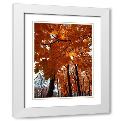 Silent Nature 5 White Modern Wood Framed Art Print with Double Matting by Phillip, Jamie