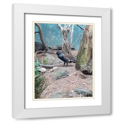 Bird White Modern Wood Framed Art Print with Double Matting by Phillip, Jamie