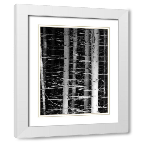 Dark Woods 2 White Modern Wood Framed Art Print with Double Matting by Phillip, Jamie