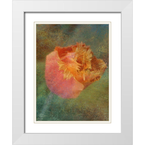 Rainbow Tulip 2 White Modern Wood Framed Art Print with Double Matting by Phillip, Jamie