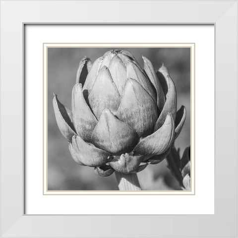 Artichoke White Modern Wood Framed Art Print with Double Matting by Phillip, Jamie