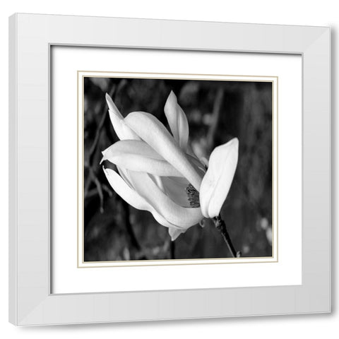 Morning Glory White Modern Wood Framed Art Print with Double Matting by Phillip, Jamie