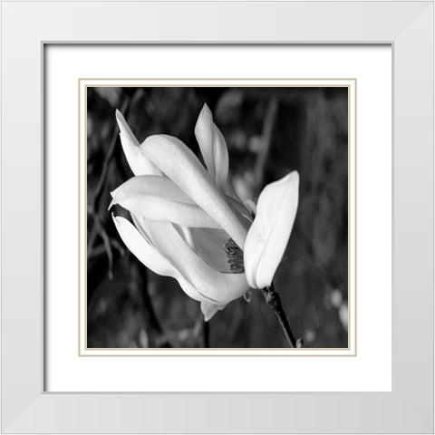 Morning Glory White Modern Wood Framed Art Print with Double Matting by Phillip, Jamie