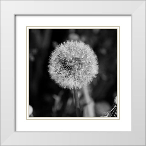 Morning Due 2 White Modern Wood Framed Art Print with Double Matting by Phillip, Jamie