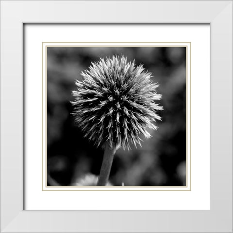 Morning Due 1 White Modern Wood Framed Art Print with Double Matting by Phillip, Jamie