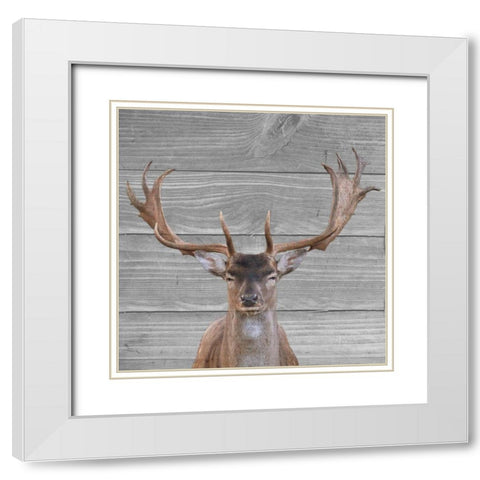 A Day In The Wild White Modern Wood Framed Art Print with Double Matting by Phillip, Jamie