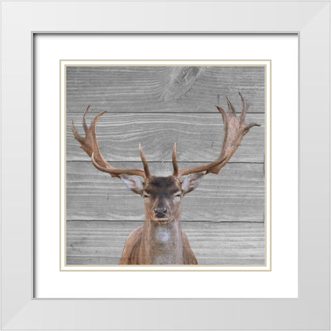 A Day In The Wild White Modern Wood Framed Art Print with Double Matting by Phillip, Jamie