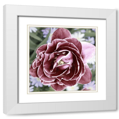 Tulipa White Modern Wood Framed Art Print with Double Matting by Phillip, Jamie