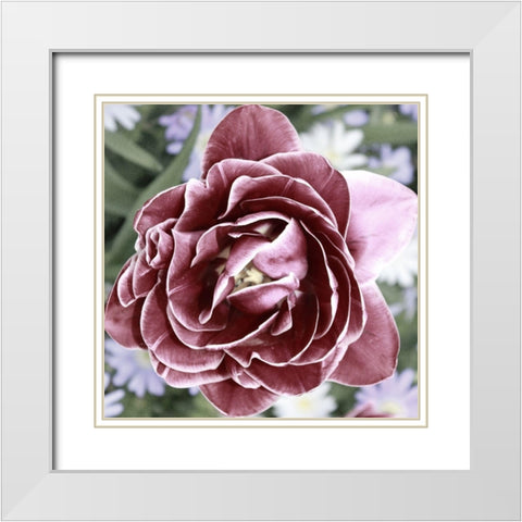 Tulipa White Modern Wood Framed Art Print with Double Matting by Phillip, Jamie