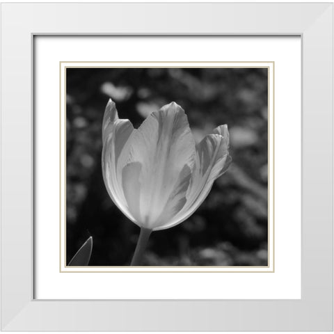 Tulip BW 2 White Modern Wood Framed Art Print with Double Matting by Phillip, Jamie