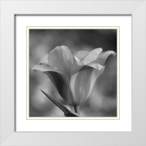 Tulip BW 3 White Modern Wood Framed Art Print with Double Matting by Phillip, Jamie