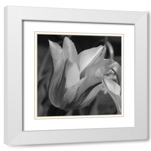 Tulip BW White Modern Wood Framed Art Print with Double Matting by Phillip, Jamie