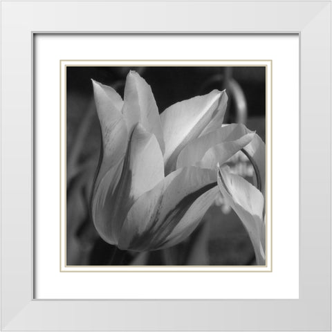 Tulip BW White Modern Wood Framed Art Print with Double Matting by Phillip, Jamie