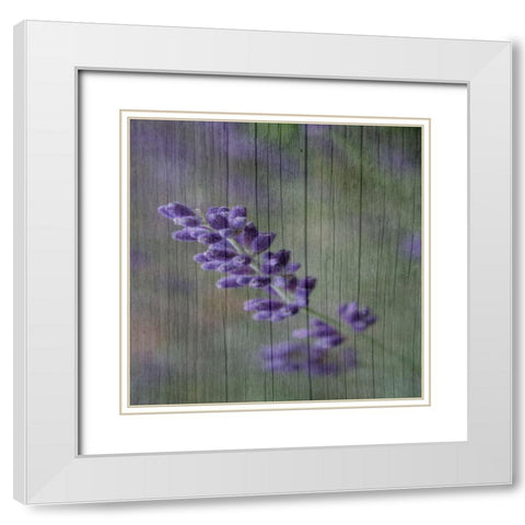 Lavender Aroma White Modern Wood Framed Art Print with Double Matting by Phillip, Jamie