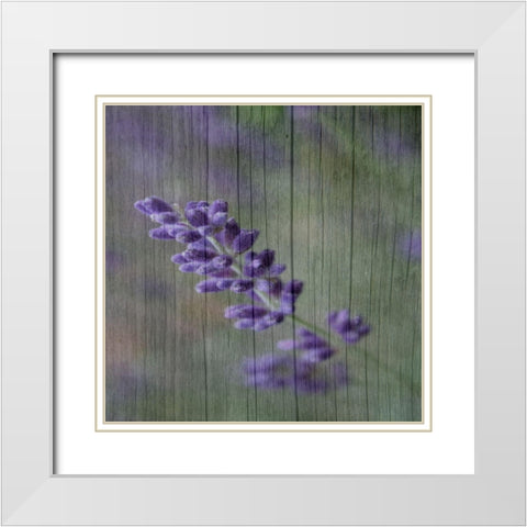 Lavender Aroma White Modern Wood Framed Art Print with Double Matting by Phillip, Jamie