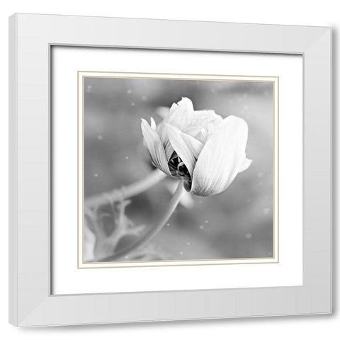 Blank Rose White Modern Wood Framed Art Print with Double Matting by Phillip, Jamie