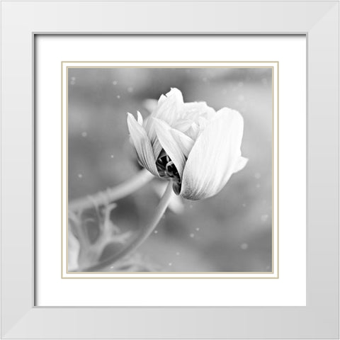 Blank Rose White Modern Wood Framed Art Print with Double Matting by Phillip, Jamie