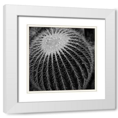 Prickly Bulb White Modern Wood Framed Art Print with Double Matting by Phillip, Jamie