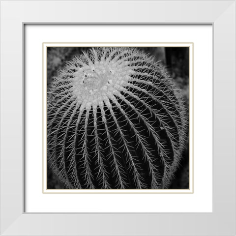 Prickly Bulb White Modern Wood Framed Art Print with Double Matting by Phillip, Jamie