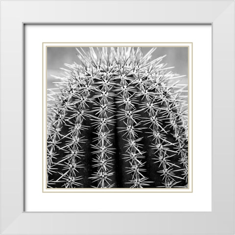 Prickly Bulb 2 White Modern Wood Framed Art Print with Double Matting by Phillip, Jamie
