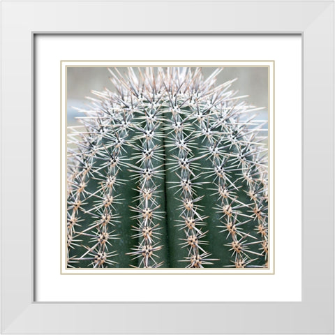 Prickly Bulb 3 White Modern Wood Framed Art Print with Double Matting by Phillip, Jamie