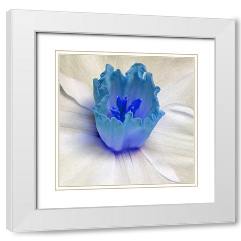 Floral Bud White Modern Wood Framed Art Print with Double Matting by Phillip, Jamie