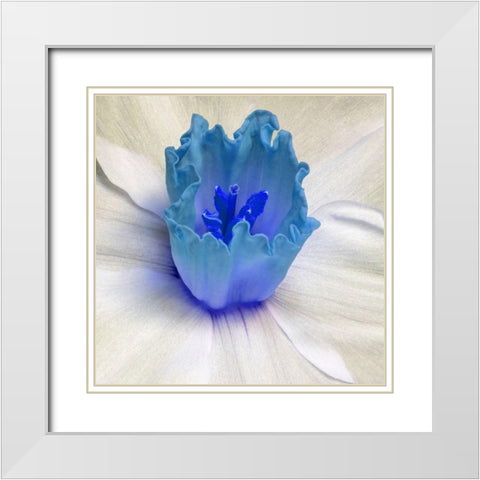 Floral Bud White Modern Wood Framed Art Print with Double Matting by Phillip, Jamie