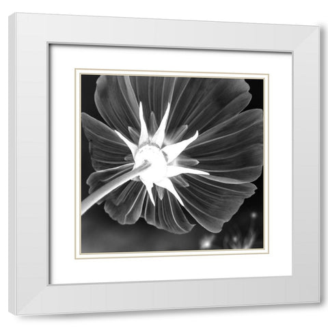 Unbrella Leaf White Modern Wood Framed Art Print with Double Matting by Phillip, Jamie