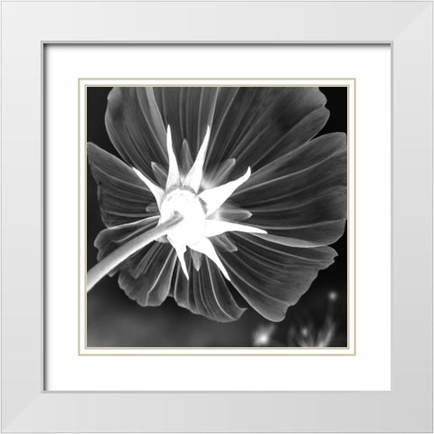 Unbrella Leaf White Modern Wood Framed Art Print with Double Matting by Phillip, Jamie