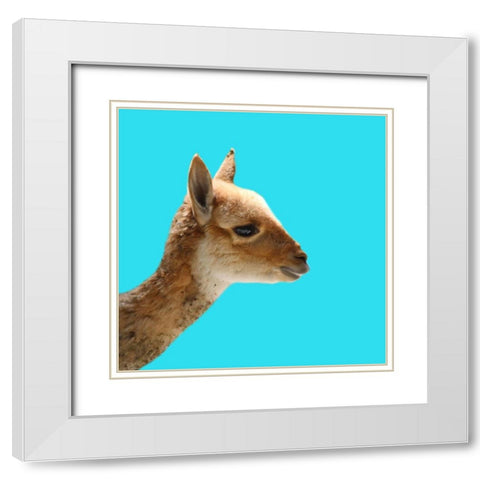 Llama White Modern Wood Framed Art Print with Double Matting by Phillip, Jamie