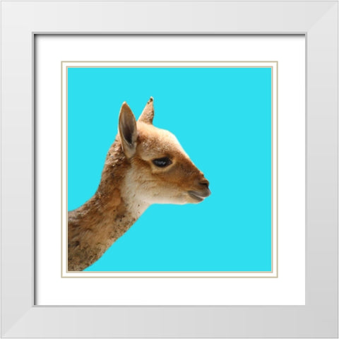 Llama White Modern Wood Framed Art Print with Double Matting by Phillip, Jamie