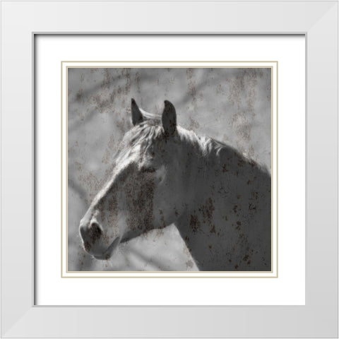 White Horse White Modern Wood Framed Art Print with Double Matting by Phillip, Jamie