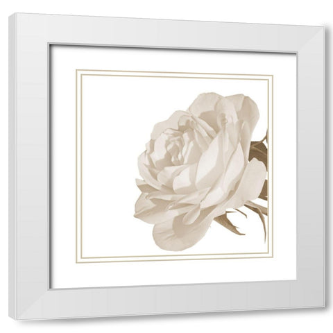 White Rose 2 White Modern Wood Framed Art Print with Double Matting by Phillip, Jamie