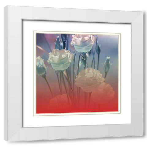 Xray Roses White Modern Wood Framed Art Print with Double Matting by Phillip, Jamie