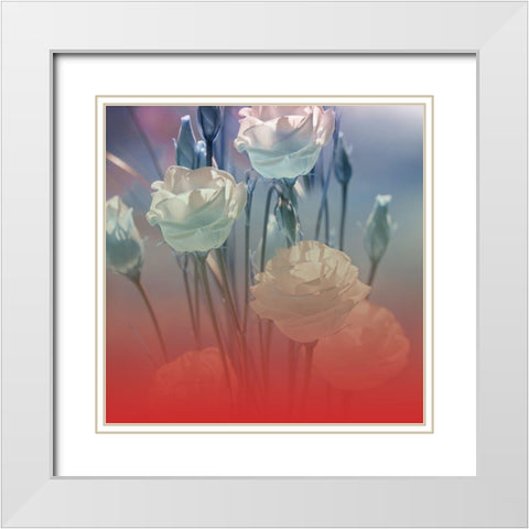 Xray Roses White Modern Wood Framed Art Print with Double Matting by Phillip, Jamie