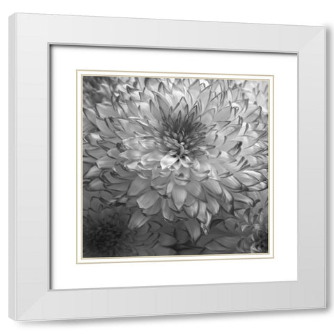 Blue Plant 2 White Modern Wood Framed Art Print with Double Matting by Phillip, Jamie