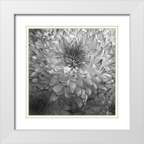 Blue Plant 2 White Modern Wood Framed Art Print with Double Matting by Phillip, Jamie