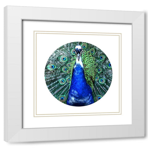 Round Peacock White Modern Wood Framed Art Print with Double Matting by Phillip, Jamie