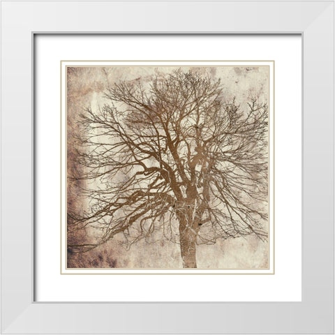 Big Tree White Modern Wood Framed Art Print with Double Matting by Phillip, Jamie