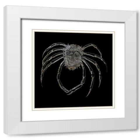 Whay So Crabby 4 White Modern Wood Framed Art Print with Double Matting by Phillip, Jamie