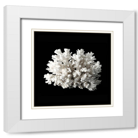 White Coral II  White Modern Wood Framed Art Print with Double Matting by Urban Road