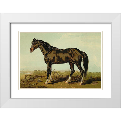 Dongola Horse, 1900 White Modern Wood Framed Art Print with Double Matting by Sidney, Samuel