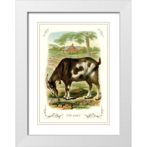 The Goat, 1900 White Modern Wood Framed Art Print with Double Matting by Unknown