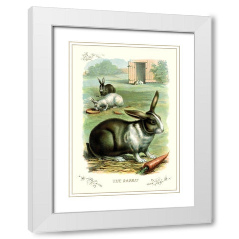 The Rabbit, 1900 White Modern Wood Framed Art Print with Double Matting by Unknown