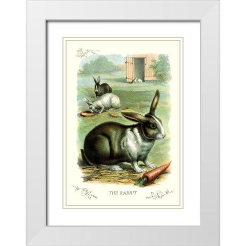 The Rabbit, 1900 White Modern Wood Framed Art Print with Double Matting by Unknown