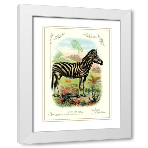 The Zebra, 1900 White Modern Wood Framed Art Print with Double Matting by Unknown